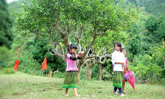 Cận cảnh cây chè tổ Suối Giàng có thân lớn trọn một vòng tay - Ảnh 16.