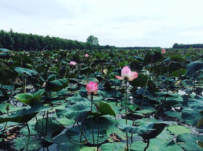 Thu sang, hãy thử quên lá vàng miền Bắc để về với miền Tây đón mùa nước nổi - Ảnh 20.