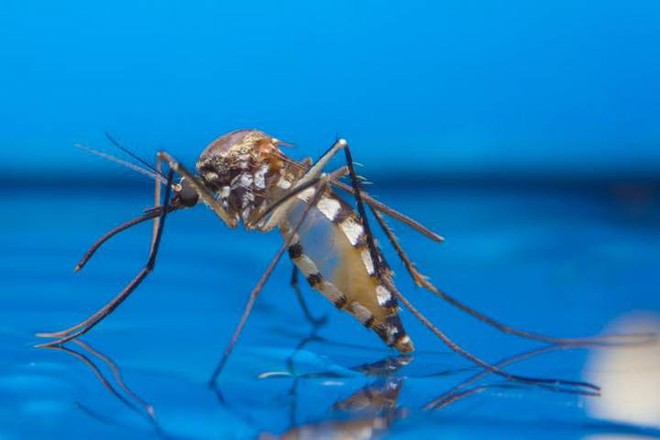 Nghiên cứu: Muỗi có thể là nguồn lây nhiễm hạt nhựa vào cơ thể người - Ảnh 1.