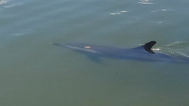 Cá heo bị thương bơi lạc vào sông ở Hội An - Ảnh 1.