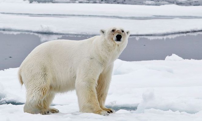 Thăm thị trấn Longyearbyen ở Nauy, nơi cái chết được coi là bất hợp pháp - Ảnh 6.