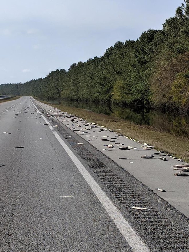Cái chết trắng xuất hiện trên đường cao tốc Mỹ - thảm cảnh đáng buồn sau siêu bão  - Ảnh 1.