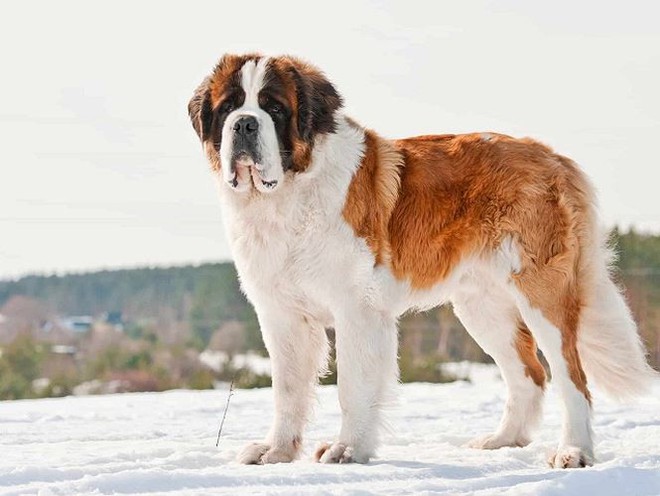 Top 3 giống chó cao nhất thế giới  Khoa học - Ảnh 4.