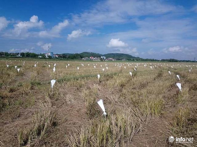 Tận diệt chim trời: Hốt hoảng chim sống giãy giụa vì bị vặt lông, khâu mắt - Ảnh 11.