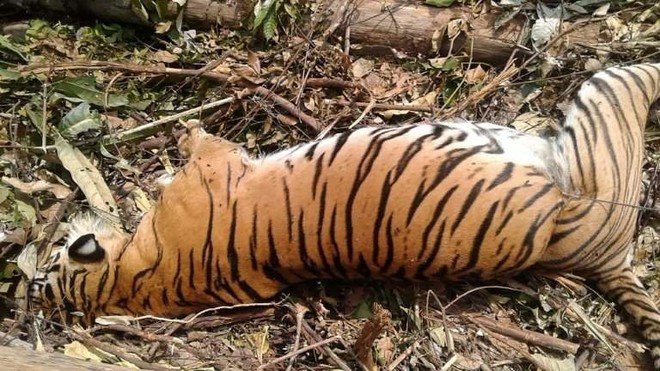 Một trong những con hổ hiếm nhất thế giới đã thiệt mạng, nhưng đó là hậu quả của nghịch lý mà con người chưa thể giải quyết - Ảnh 1.