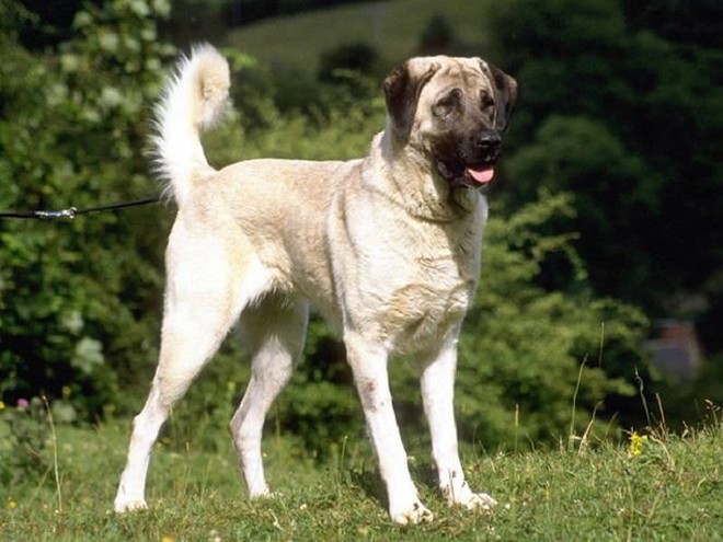 Top 11 giống chó hung hăng nhất thế giới (Phần 1) - Ảnh 3.