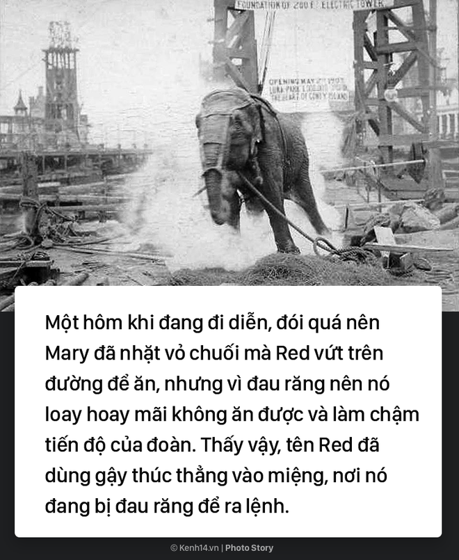 Câu chuyện chấn động thế giới: Chú voi trong rạp xiếc bị treo cổ vì giết người da trắng - Ảnh 3.