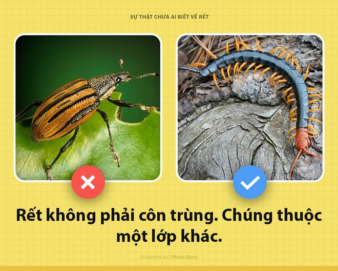 Xin chào! Tôi là rết khổng lồ và đây là những sự thật chưa từng có ai biết về tôi - Ảnh 1.