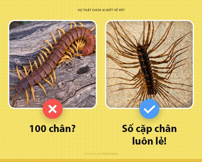 Xin chào! Tôi là rết khổng lồ và đây là những sự thật chưa từng có ai biết về tôi - Ảnh 4.