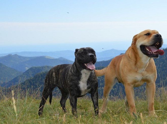 Top 11 giống chó hung hăng nhất thế giới (Phần 2) - Ảnh 4.
