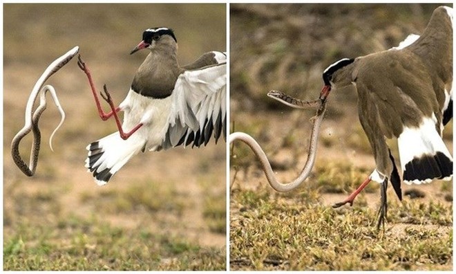 Gà mẹ, gà con và trận mưa rào: Khoảnh khắc lay động cả triệu trái tim, bạn nên xem! - Ảnh 4.