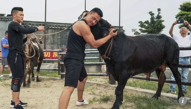 Kung-fu đấu bò trở lại Trung Quốc sau hàng thế kỷ dù bị chỉ trích tàn bạo - Ảnh 1.
