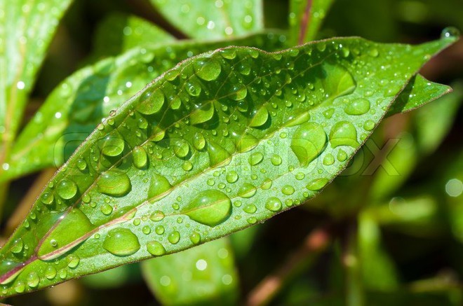 Lý giải cho mùi của mưa - mùi hương kì lạ mà chúng ta ngửi thấy mỗi khi trời mưa - Ảnh 2.