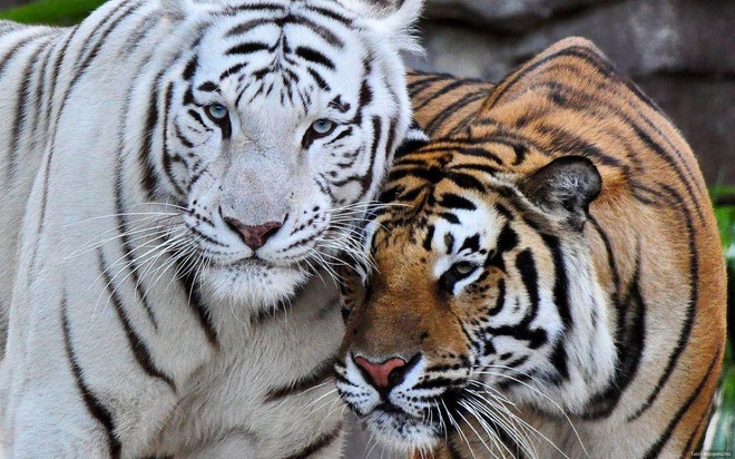 Hai con hổ trắng cực hiếm lao vào nhau - bất phân thắng bại - Ảnh 3.