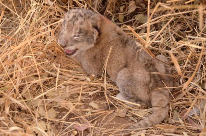 2 con sư tử đầu tiên trên thế giới sinh ra trong ống nghiệm - Ảnh 2.