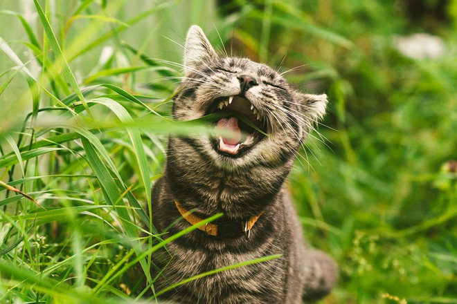 Là động vật ăn thịt nhưng tại sao nhiều boss mèo lại thích ăn cỏ? - Ảnh 1.