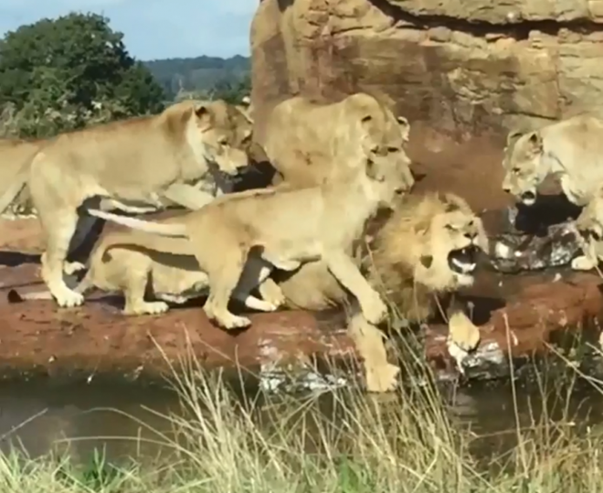 Cận cảnh 9 sư tử cái hung dữ xâu xé con đực đơn độc - Ảnh 1.