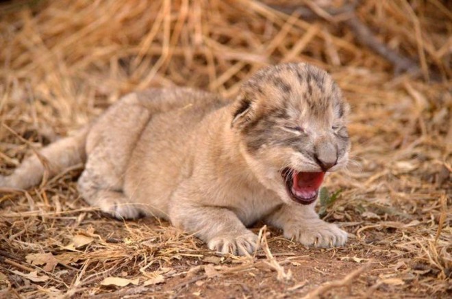 2 con sư tử đầu tiên trên thế giới sinh ra trong ống nghiệm - Ảnh 3.