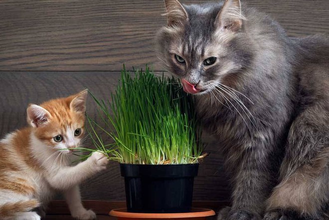 Là động vật ăn thịt nhưng tại sao nhiều boss mèo lại thích ăn cỏ? - Ảnh 5.
