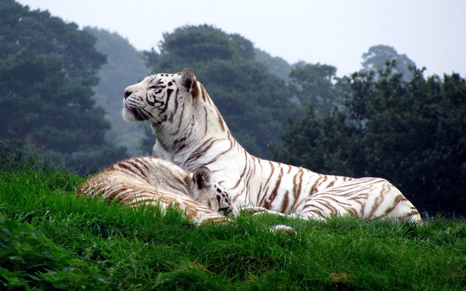 Hai con hổ trắng cực hiếm lao vào nhau - bất phân thắng bại - Ảnh 4.