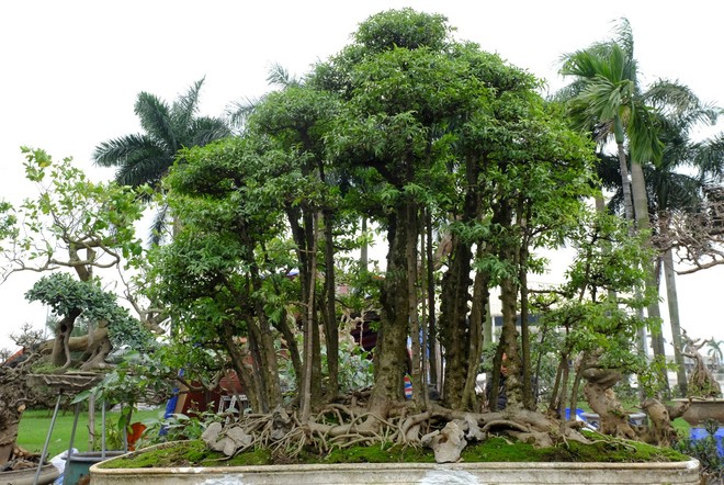 180 triệu đồng chậu bonsai “rừng mai chiếu thủy” hút tài lộc - Ảnh 1.