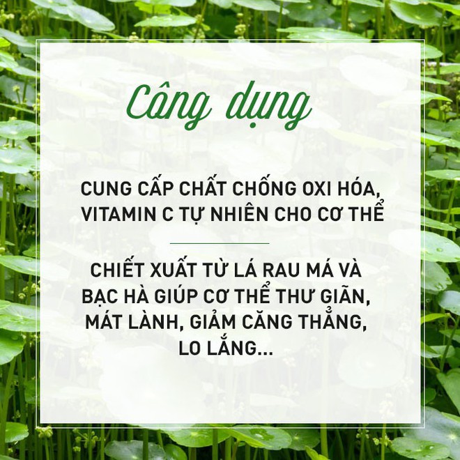 Giải mã loại cây dại được đổi đời thành rau organic trong trang trại đẳng cấp quốc tế - Ảnh 6.