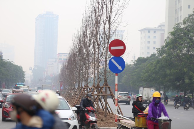 Cận cảnh cây phong lá đỏ mới được trồng trên đường phố Hà Nội - Ảnh 4.