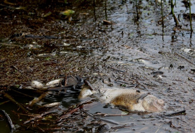 Quảng Ngãi: Xuất hiện cá chết hàng loạt trên sông Bàu Giang - Ảnh 1.