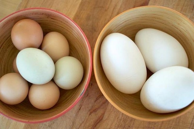 Trứng gà, trứng ngỗng: Trứng nào bà bầu nên ăn? - Ảnh 1.