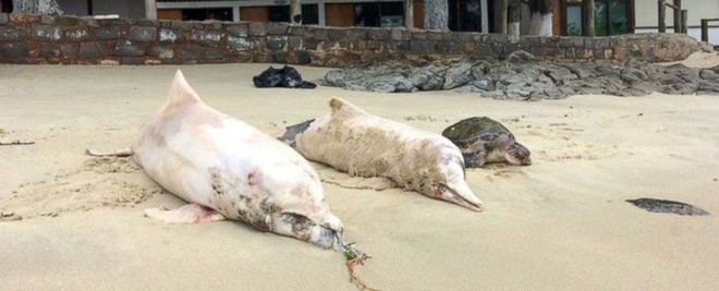Bí ẩn hơn 100 con cá heo chết bất thường, dạt vào bờ biển Brazil - Ảnh 1.