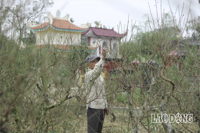 Hải Phòng: “Quấn chăn” chăm đào quý chờ Tết Mậu Tuất - Ảnh 1.