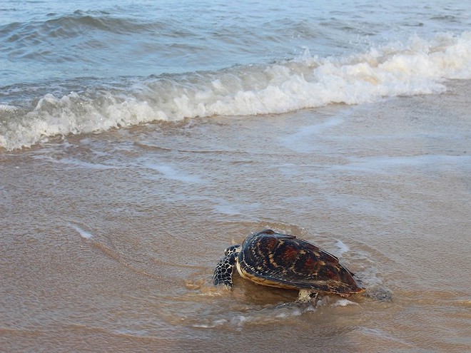 Thả rùa con rùa cực quý về biển - Ảnh 2.