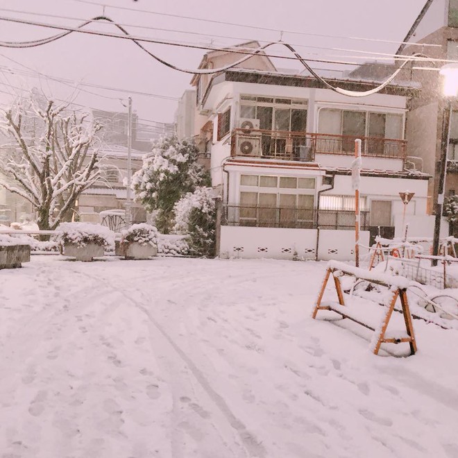 Những hình ảnh rùng mình trong bão tuyết kỷ lục tại Tokyo: Hàng trăm chuyến bay bị hủy, xe đạp đóng băng ngoài trời - Ảnh 1.