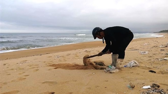 Thịt động vật đóng gói phân hủy mạnh dạt bất thường vào bờ biển TT-Huế - Ảnh 1.