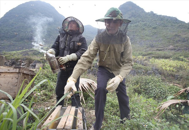 Mùa thu hoạch mật ong trên cao nguyên đá Hà Giang - Ảnh 3.