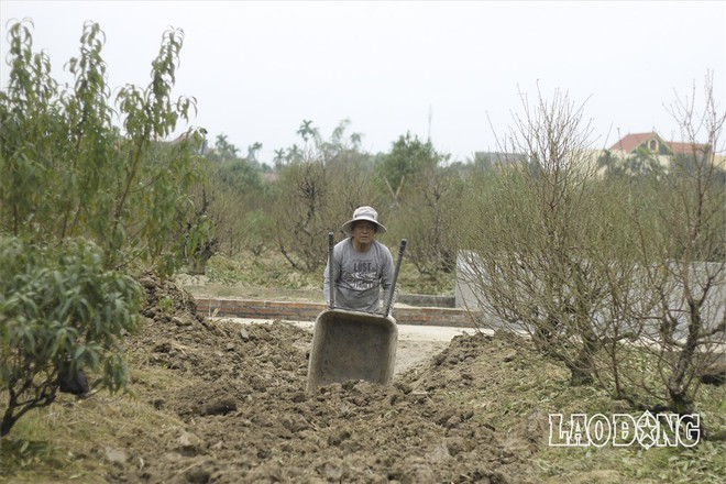 Hải Phòng: “Quấn chăn” chăm đào quý chờ Tết Mậu Tuất - Ảnh 3.