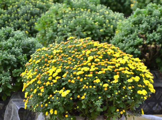 Làng hoa Sa Đéc: Thời tiết bất thường, trên 70% hoa cúc trổ sớm - Ảnh 3.