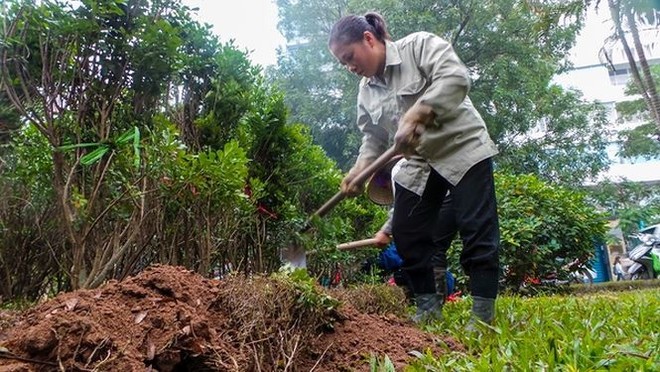 Bắt đầu dời cây, xén dải phân cách ở đường đẹp nhất Hà Nội - Ảnh 6.