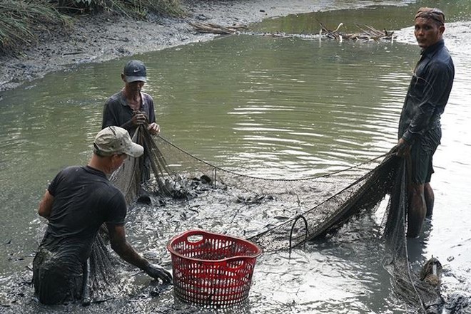 Xem người Sài Gòn thả lưới, bắt cá dịp giáp Tết - Ảnh 5.