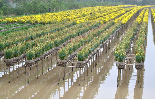 Làng hoa Sa Đéc: Thời tiết bất thường, trên 70% hoa cúc trổ sớm - Ảnh 4.