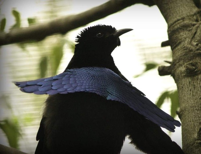 Không hề photoshop: khối đen xì kia chính là 1 loài chim sở hữu bộ lông bí ẩn nhất thế giới - Ảnh 5.