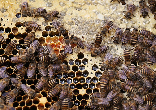 Mùa thu hoạch mật ong trên cao nguyên đá Hà Giang - Ảnh 6.