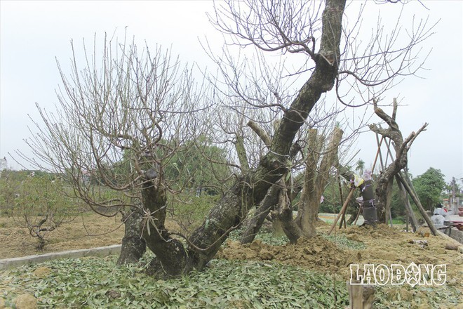 Hải Phòng: “Quấn chăn” chăm đào quý chờ Tết Mậu Tuất - Ảnh 6.