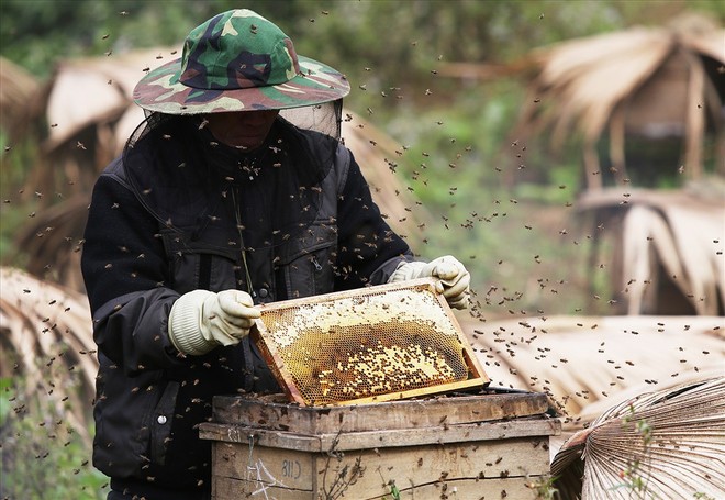 Mùa thu hoạch mật ong trên cao nguyên đá Hà Giang - Ảnh 7.