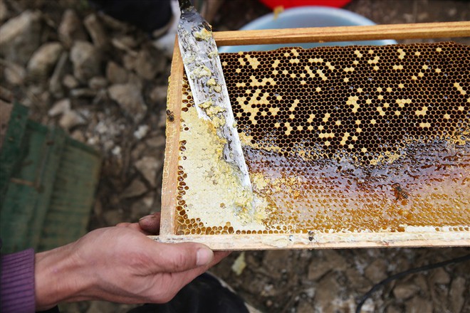 Mùa thu hoạch mật ong trên cao nguyên đá Hà Giang - Ảnh 8.
