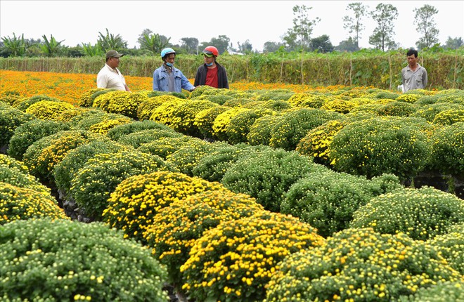 Làng hoa Sa Đéc: Thời tiết bất thường, trên 70% hoa cúc trổ sớm - Ảnh 7.