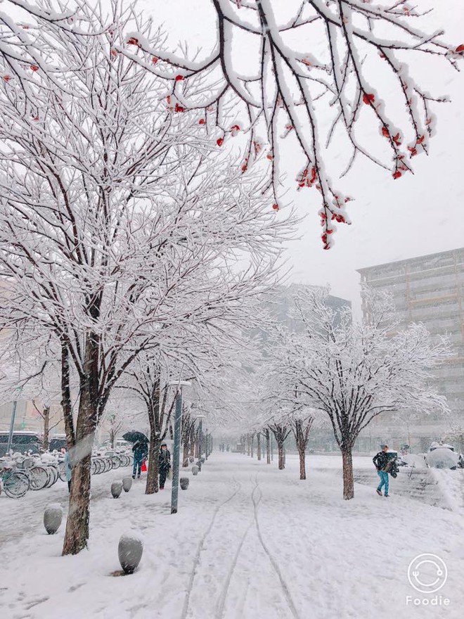 Những hình ảnh rùng mình trong bão tuyết kỷ lục tại Tokyo: Hàng trăm chuyến bay bị hủy, xe đạp đóng băng ngoài trời - Ảnh 8.