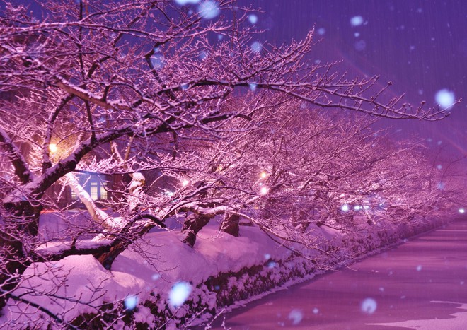 Người dân Nhật ngỡ ngàng chiêm ngưỡng những bông hoa anh đào băng tuyết trong thời tiết lạnh giá kéo dài - Ảnh 9.