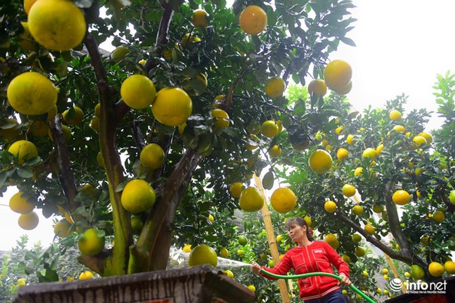 Vườn bưởi cảnh cổ thụ tiền tỷ được nhiều đại gia săn lùng mua chơi Tết - Ảnh 10.