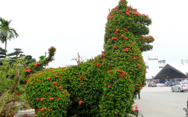 photo1515640222087 1515640222087 - "Dị" cảnh cho Tết 2018: Mẫu đơn h&igrave;nh ch&oacute; gi&aacute; 250 triệu đồng